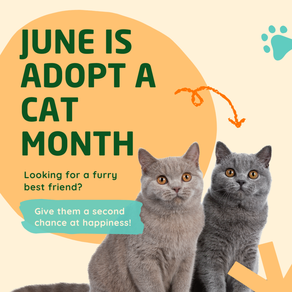JuneAdoptACatMonth JuneAdoptACatMonth
