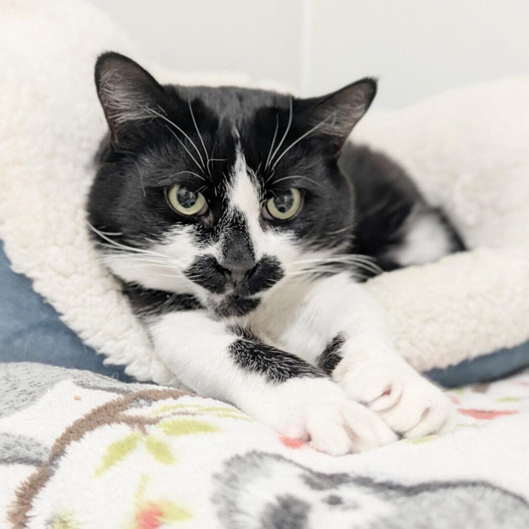 Domino