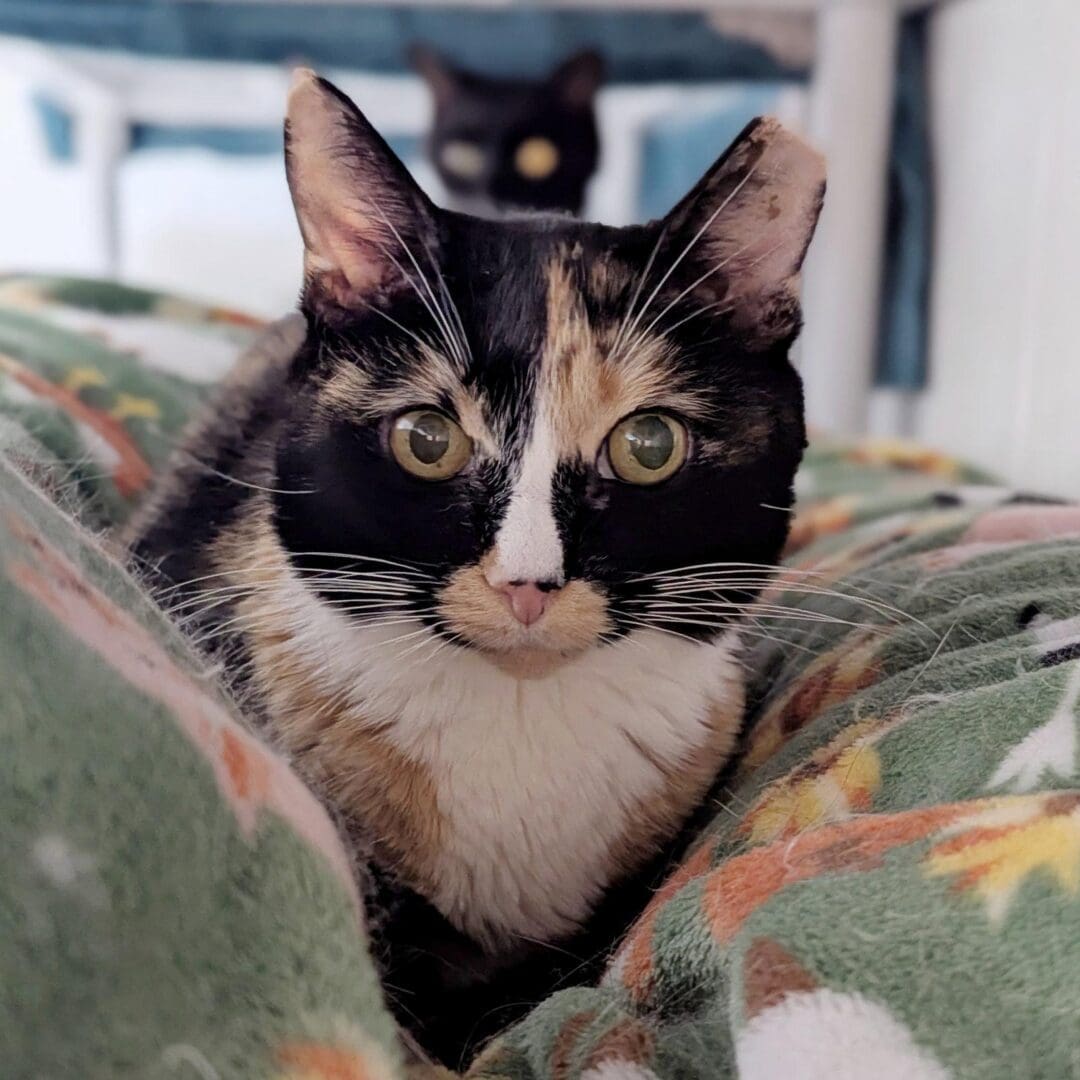 Lola