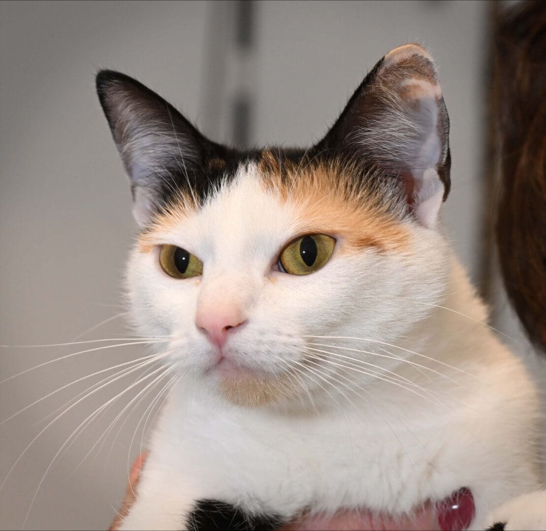 Anya