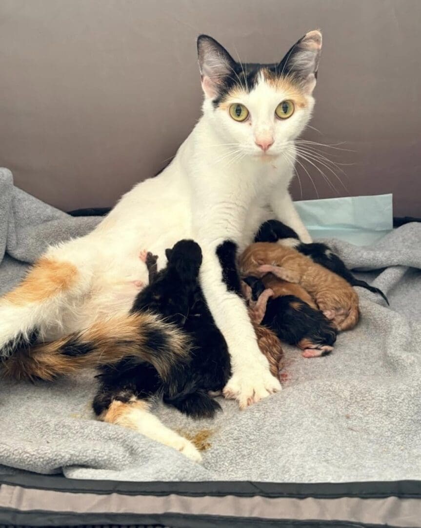 Mom and Kittens